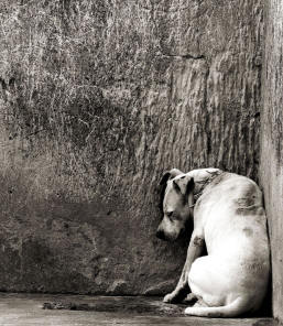 Desativação de Stress Emocional em animais, pelo Teste Muscular