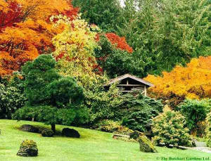 O FUNCIONAMENTO DAS ESSÊNCIAS FLORAIS