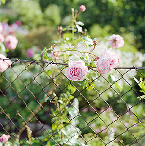 O JARDIM DE ROSAS