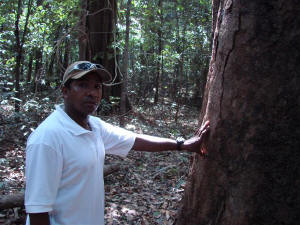 No coração da selva - Amazônia