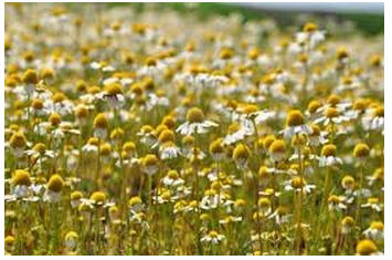 Visualização Insônia - o Campo de Camomila