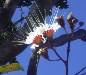 Dedaleira / Florais do Cerrado. Processando as emoções.