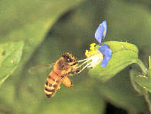 SEI QUE NÃO SOU A FLOR MAIS BELA...